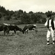 Pasenie dobytka v Oravskej Polhore 001-02