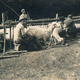 Dojenie oviec v Hornej Mičinej 003-01