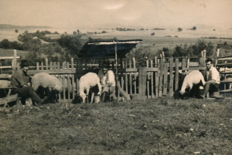 Dojenie oviec v Hornej Mičinej 002-01