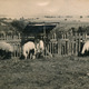 Dojenie oviec v Hornej Mičinej 002-01